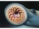 Sea lampreys use their sucker mouths and teeth to attach to fish and feed on their innards. 