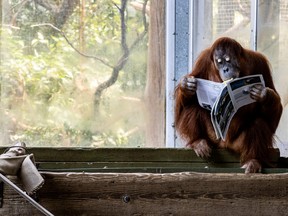 sumatran orangutans toronto zoo