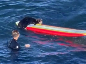 Sea otter stealing surfboard