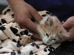 Cat suffering from Feline Infectious Peritonitis (FIP)