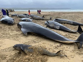 Beached pilot whales in Scotland, July 16, 2023