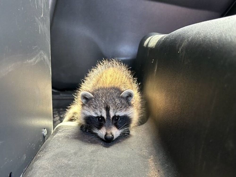 Ontario police find baby raccoon after pulling over vehicle The Daily Press
