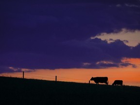 Cattle graze at sunset near Cochrane, Alberta.
