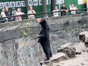 A bear at Hangzhou Zoo
