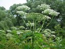 Giant hogweed plants are an invasive species. 