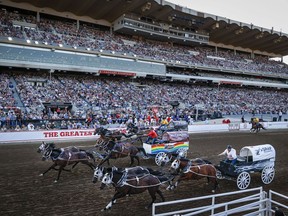 Drivers start a heat during chuckwagon racing action at the Calgary Stampede in Calgary, Alta., Saturday, July 8, 2023. A horse has been euthanized at the Calgary Stampede after suffering an injury during a chuckwagon race.
