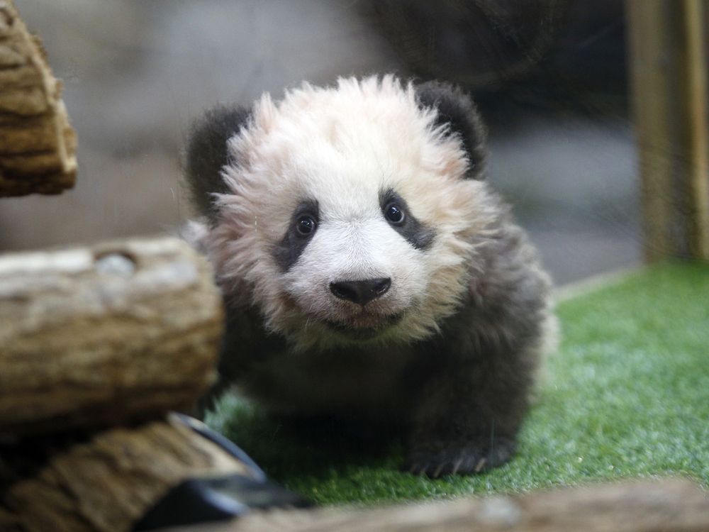 Chicago Cubs New Mascot Is Unbearable