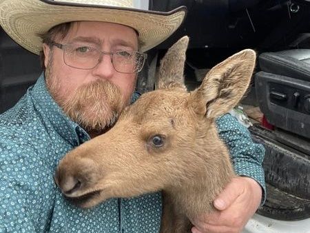 Moose calf survival hopeful - The Timberjay