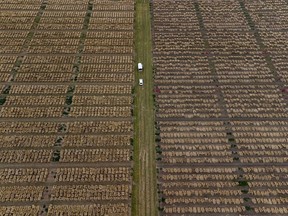 Cars are parked at grain breeding fields near Wernigerode, Germany, Tuesday, July 25, 2023.