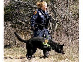 FILE - A Suffolk County Police Department officer and dog search the Gilgo Beach area on New York's Long Island for human remains, March 29, 2011. A suspect has been taken into custody on New York's Long Island in connection with a long-unsolved string of killings, known as the Gilgo Beach murders. That's according to a law enforcement official who spoke to The Associated Press on Friday, July 14, 2023.