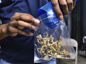 FILE - A vendor bags psilocybin mushrooms at a pop-up cannabis market on May 24, 2019. Minneapolis is backing away from enforcing laws that criminalize psychedelic plants. On Friday, July 21, 2023, Mayor Jacob Frey ordered police to stop using taxpayer dollars to enforce most laws against hallucinogenic plants, which include psilocybin mushrooms, ayahuasca and mescaline.