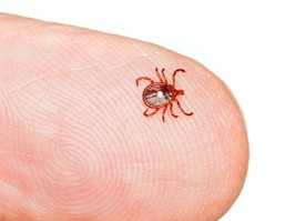 A lone star tick, the tick associated with alpha gal syndrom or red meat allergy, on the tip of a finger