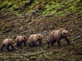 A family of grizzlies cruise along the tideline in the Khutzeymateen Grizzly Bear Sanctuary, in Northern B.C.