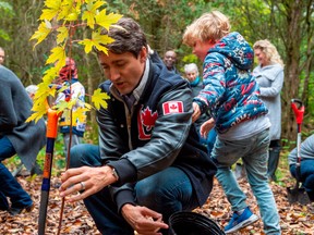 Justin Trudeau planting a tree