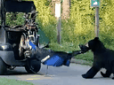 The moment the bear decided it was taking those clubs.