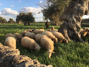 A shepherd tending sheep in an olive grove in Puglia, Italy