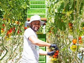 Leroy Gregorio is one of over 20,000 migrant farm workers who find seasonal and temporary jobs on Ontario fruit and vegetable farms every year.