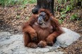 Puppe, the Sumatran orangutan, explores the new orangutan habitat at the Toronto Zoo