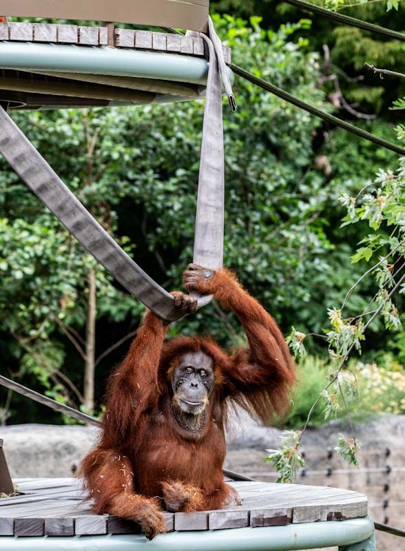 The Toronto Zoo's new orangutan habitat officially welcomes