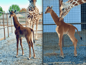 spotless giraffe at Tennessee zoo