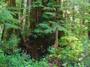 Canadian Press reporter Brenna Owen stands at the base of a western red cedar estimated to be 2,100 years old west of Port Alberni, B.C., on Saturday July 22, 2023. The tree, which was rumoured to measure six metres in diameter, was measured at about five metres.