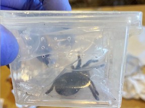 The Canada Border Services Agency said two live tarantulas were discovered at Edmonton International Airport in packages from the same sender May 12 and June 1, 2023.
