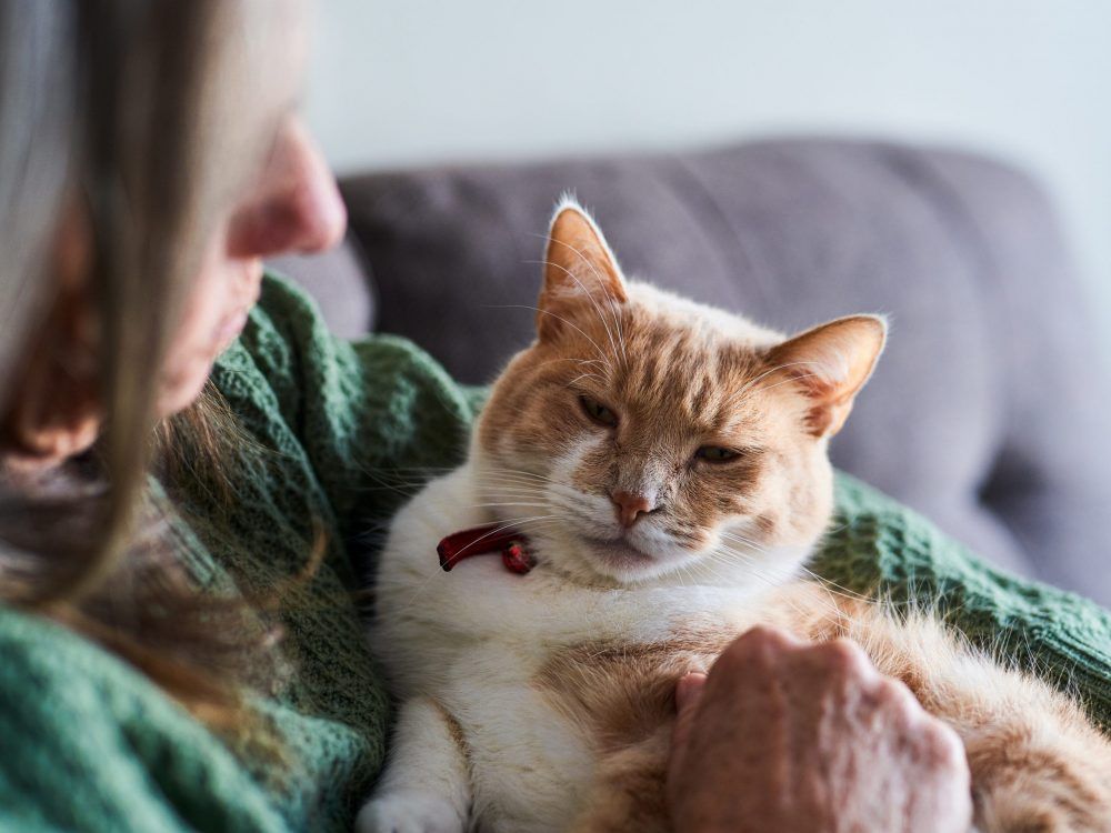 COVID19 medications to be used against virus mutation in cats in