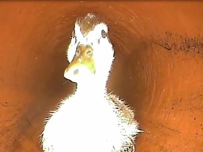 a duck in a sewer