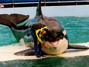 Trainer Marcia Hinton with Lolita during a performance at the Miami Seaquarium in 1995.