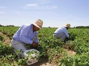 Foreign workers working in a farm field.