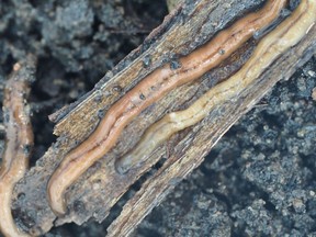 An invasive worm species from Asia that secretes a dangerous, paralyzing toxin has been spotted in the Montreal area. Hammerhead flatworms, whose scientific name is Bipalium Adventitium, are seen in an undated handout photo.