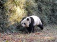 Giant Panda