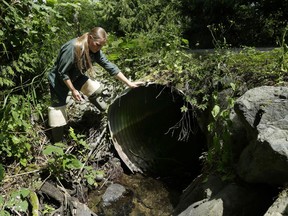 FILE - Melissa Erkel, a fish passage biologist with the Washington Department of Fish and Wildlife, looks at a culvert along the north fork of Newaukum Creek near Enumclaw, Wash., June 22, 2015. The Biden administration, on Wednesday, Aug. 16, 2023, was announcing nearly $200 million in federal infrastructure grants to upgrade tunnels that carry streams beneath roads but can be deadly to anadromous fish that get stuck trying to pass through.