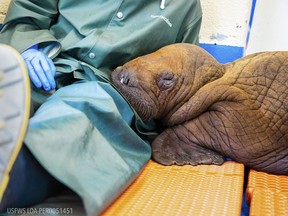FILE -In this photo provided by the Alaska SeaLife Center, a Pacific walrus pup rests his head on the lap of a staff member after being admitted to the center's Wildlife Response Program in Seward, Alaska, on Tuesday, Aug. 1, 2023. A walrus calf found on its own miles from the ocean on Alaska's North Slope last week and who received cuddles as part of his care after being rescued died on Friday, Aug. 11, 2023.