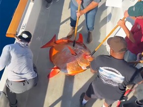 An opah fish being landed on a boat.