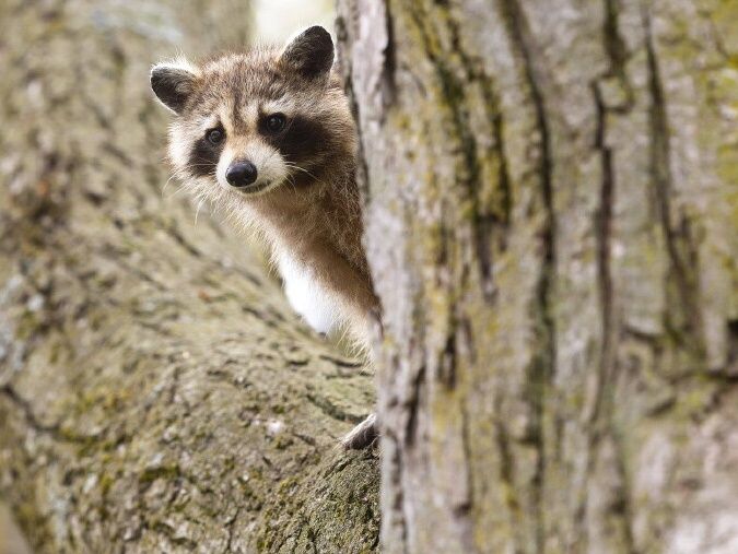 Raccoons Are Raiding Peoples Home And Stealing Beer In Germany National Post 8613