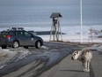 A reindeer in Norway