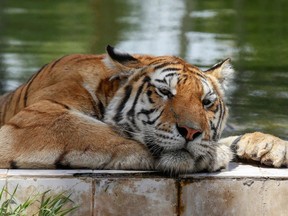 A Siberian tiger