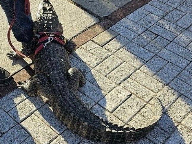 Phillies fan and his TikTok-famous emotional support alligator