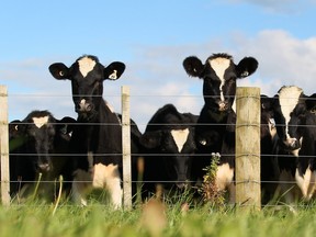 Cows at a New Zealand dairy farm in 2012.