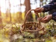 Foraging mushrooms