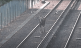An image from Youtube shows the moose wandering along the above-ground portion of the Stockholm subway.