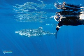 Exmouth Dive & Whale Sharks