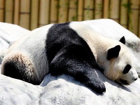 Da Mao, a four-year-old male panda, takes a nap at the Toronto Zoo during the first day of the public unveiling of a pair of giant pandas in 2013.