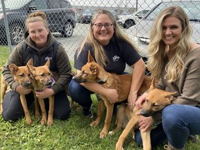 A group of 16 shelter dogs are about to have new homes in Nova Scotia after being removed from Hay River in the Northwest Territories last month as wildfires closed in on the community. Four of 11 puppies are shown with, from left, Tamieka Lawson and Sarah Lyon of the Nova Scotia SPCA and Ashley Wright of Wings of Rescue on Wednesday, Sept. 27 in Dartmouth, N.S.