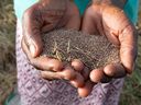 Experts have identified fonio, a grass species native to the savannas of West Africa, as holding great promise for the future.