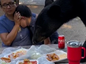 Mom bear picnic