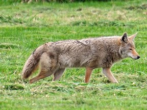 Six people were bit by a coyote in Mission on Thursday morning, says the Conservation Officer Service of B.C.