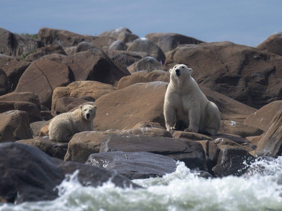 Ontario taxidermist fined $60,000 for unlawful polar bear exports ...