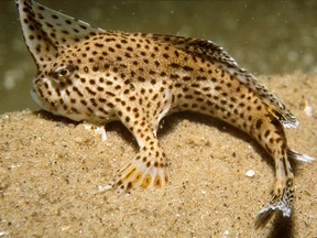 Spotted handfish